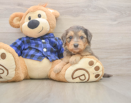 7 week old Mini Goldendoodle Puppy For Sale - Florida Fur Babies