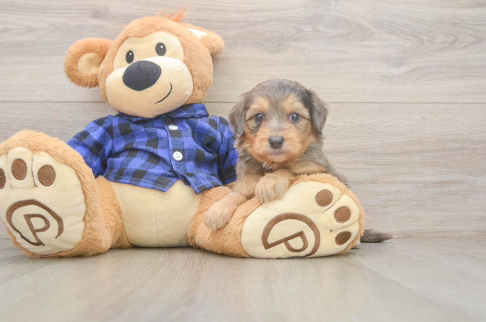 5 week old Mini Goldendoodle Puppy For Sale - Florida Fur Babies