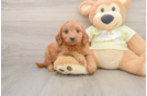 Mini Goldendoodle Pup Being Cute