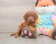 8 week old Mini Goldendoodle Puppy For Sale - Florida Fur Babies
