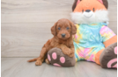 Mini Goldendoodle Puppy for Adoption