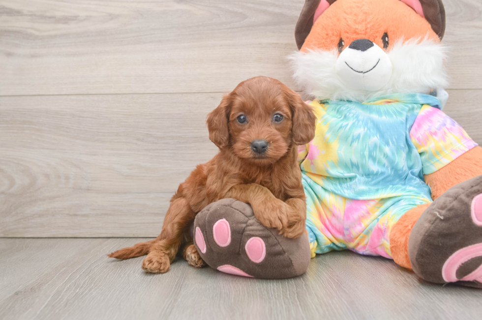 6 week old Mini Goldendoodle Puppy For Sale - Florida Fur Babies