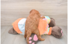 Sweet Mini Goldendoodle Baby