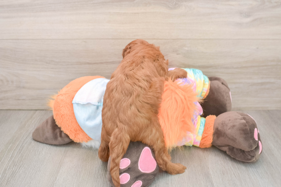 Sweet Mini Goldendoodle Baby