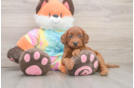 Mini Goldendoodle Pup Being Cute