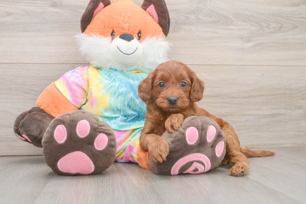 Mini Goldendoodle Pup Being Cute