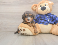 7 week old Mini Goldendoodle Puppy For Sale - Florida Fur Babies
