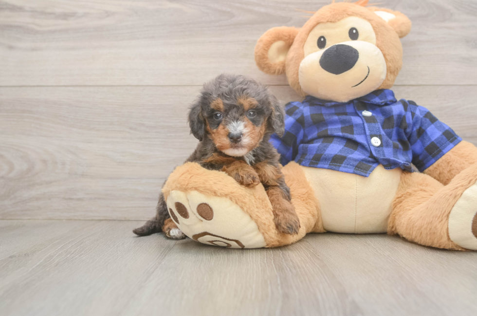 5 week old Mini Goldendoodle Puppy For Sale - Florida Fur Babies