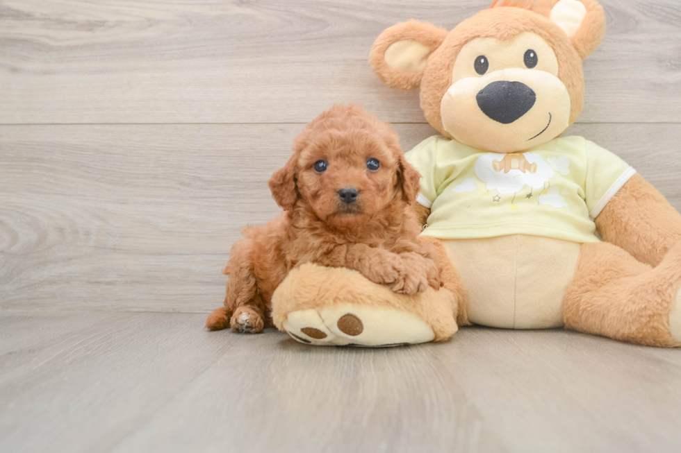 Friendly Mini Goldendoodle Baby