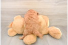 Best Mini Goldendoodle Baby