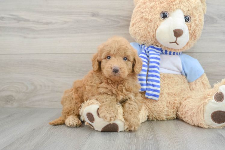 Best Mini Goldendoodle Baby