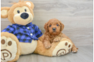 Best Mini Goldendoodle Baby