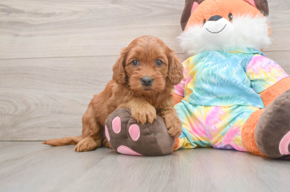 6 week old Mini Goldendoodle Puppy For Sale - Florida Fur Babies