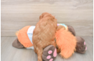 Mini Goldendoodle Puppy for Adoption