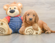 5 week old Mini Goldendoodle Puppy For Sale - Florida Fur Babies