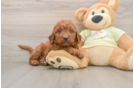 Cute Mini Goldendoodle Baby