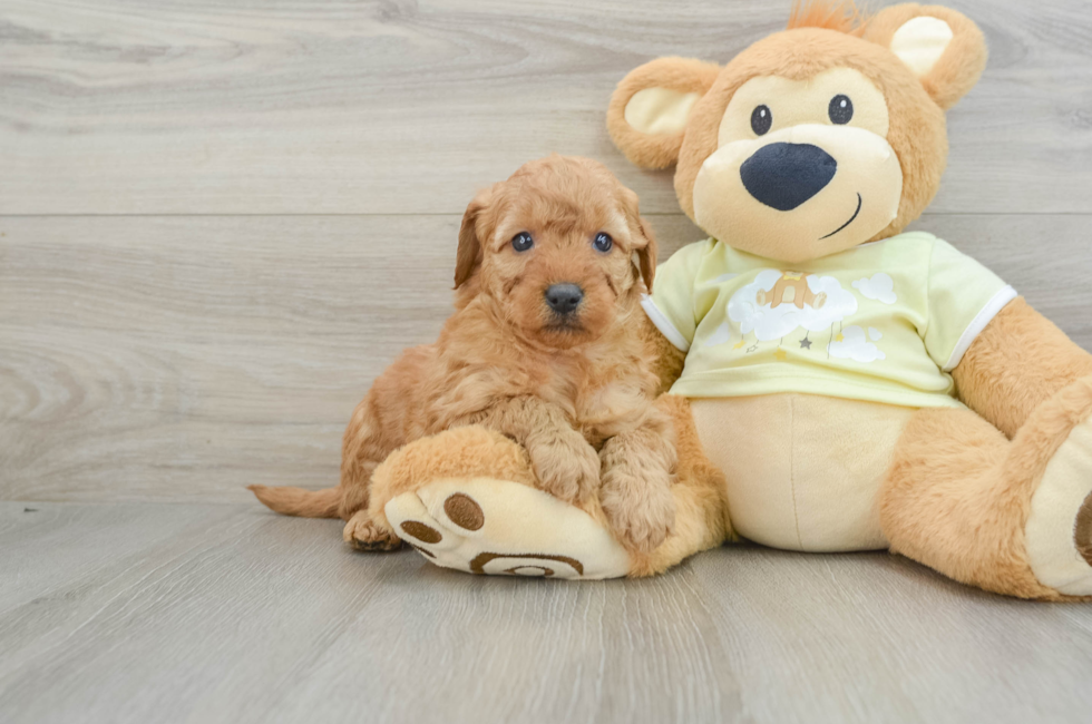 5 week old Mini Goldendoodle Puppy For Sale - Florida Fur Babies