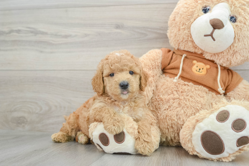 Mini Goldendoodle Puppy for Adoption