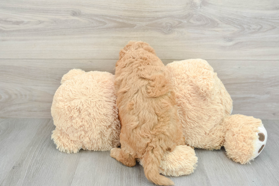 Energetic Golden Retriever Poodle Mix Puppy
