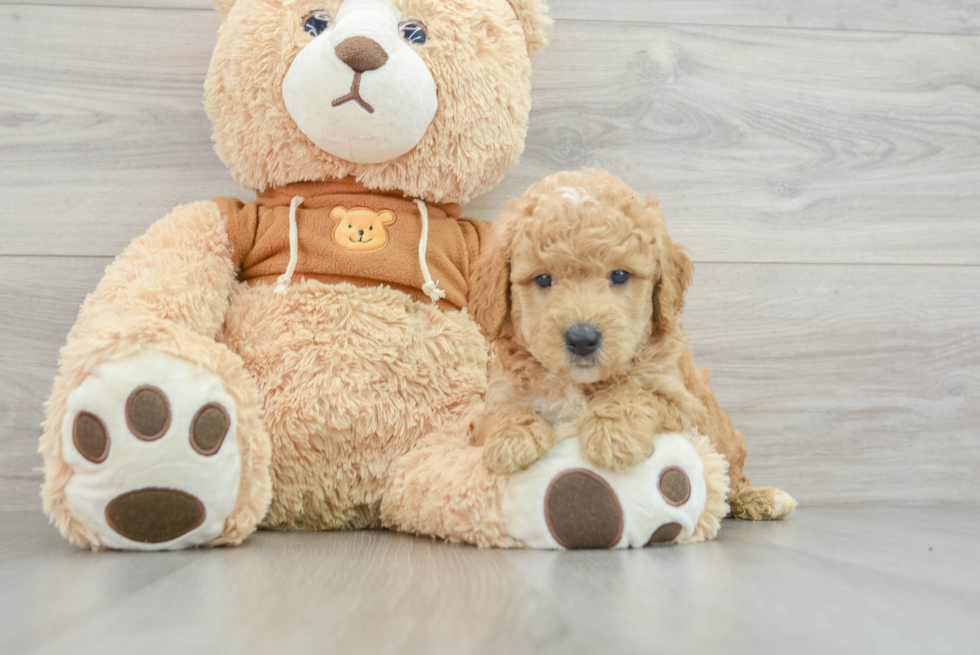 Funny Mini Goldendoodle Poodle Mix Pup