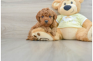 Best Mini Goldendoodle Baby