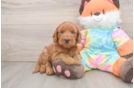Best Mini Goldendoodle Baby