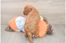 Funny Mini Goldendoodle Poodle Mix Pup