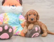 7 week old Mini Goldendoodle Puppy For Sale - Florida Fur Babies