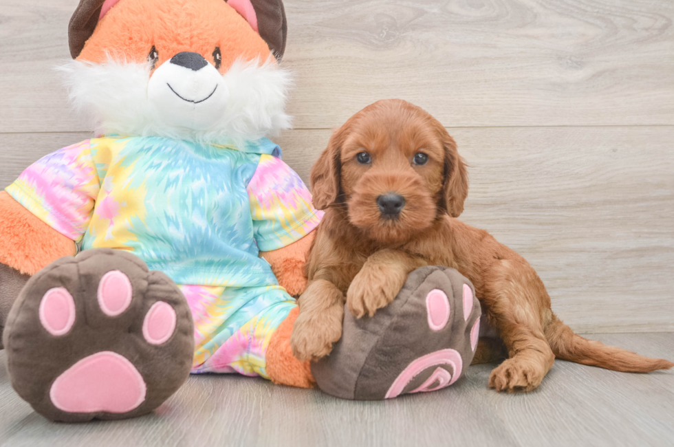 6 week old Mini Goldendoodle Puppy For Sale - Florida Fur Babies