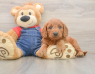 5 week old Mini Goldendoodle Puppy For Sale - Florida Fur Babies