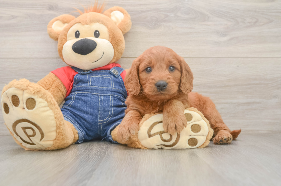 6 week old Mini Goldendoodle Puppy For Sale - Florida Fur Babies