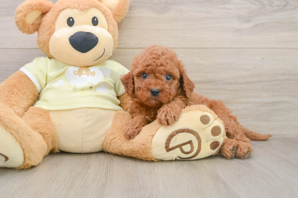 Little Mini Goldenpoo Poodle Mix Puppy