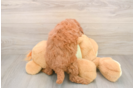 Smart Mini Goldendoodle Poodle Mix Pup