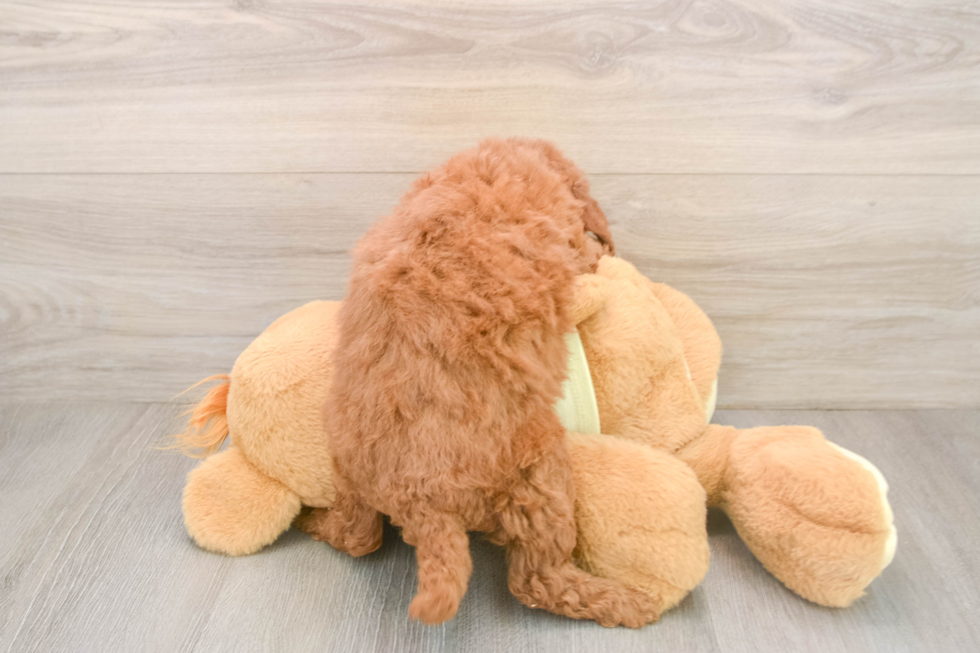 Smart Mini Goldendoodle Poodle Mix Pup