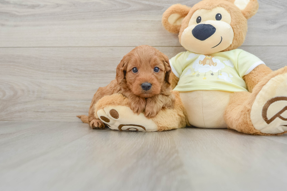 Little Mini Goldenpoo Poodle Mix Puppy