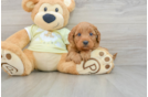 Sweet Mini Goldendoodle Baby