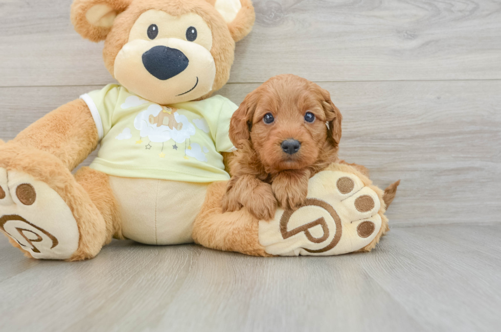 6 week old Mini Goldendoodle Puppy For Sale - Florida Fur Babies