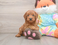 7 week old Mini Goldendoodle Puppy For Sale - Florida Fur Babies