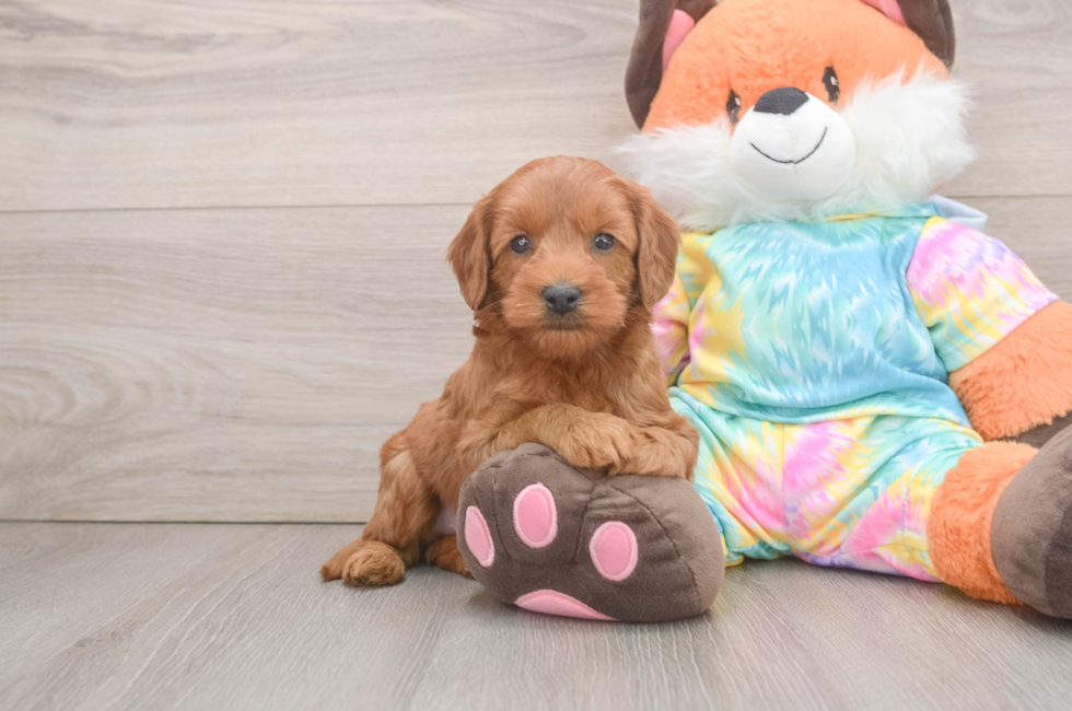 6 week old Mini Goldendoodle Puppy For Sale - Florida Fur Babies