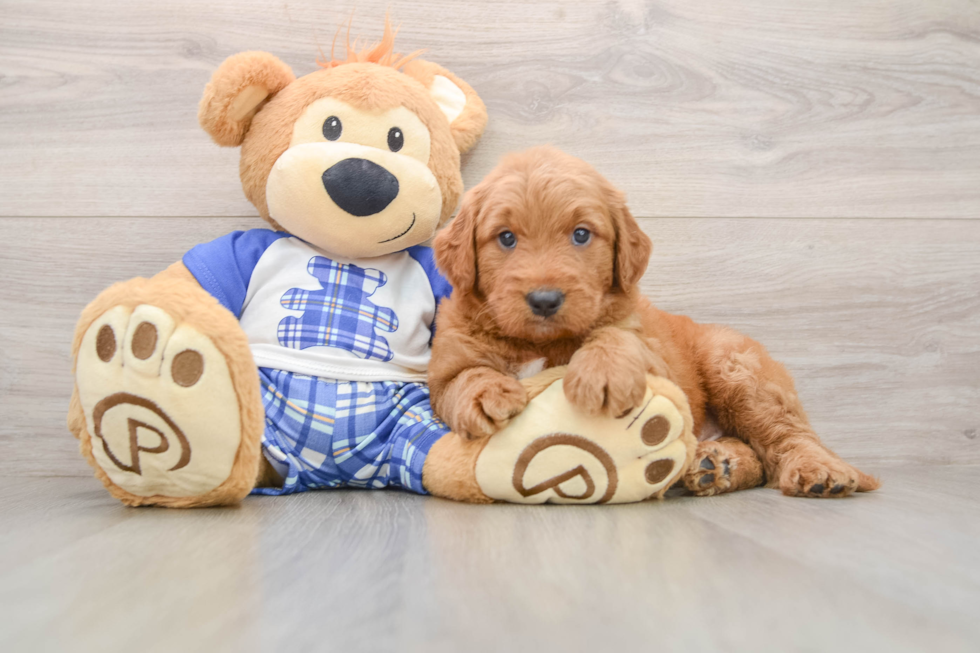 Mini Goldendoodle Pup Being Cute