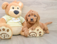 8 week old Mini Goldendoodle Puppy For Sale - Florida Fur Babies