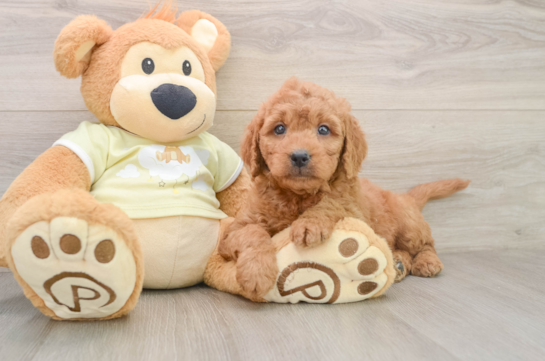 Mini Goldendoodle Puppy for Adoption