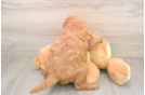 Happy Mini Goldendoodle Baby