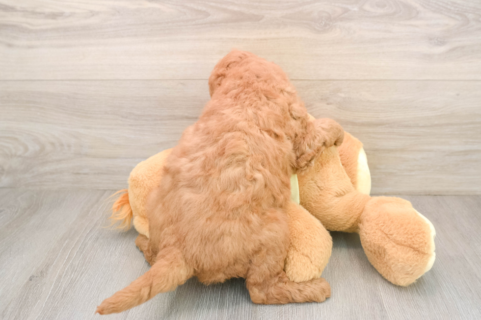 Happy Mini Goldendoodle Baby
