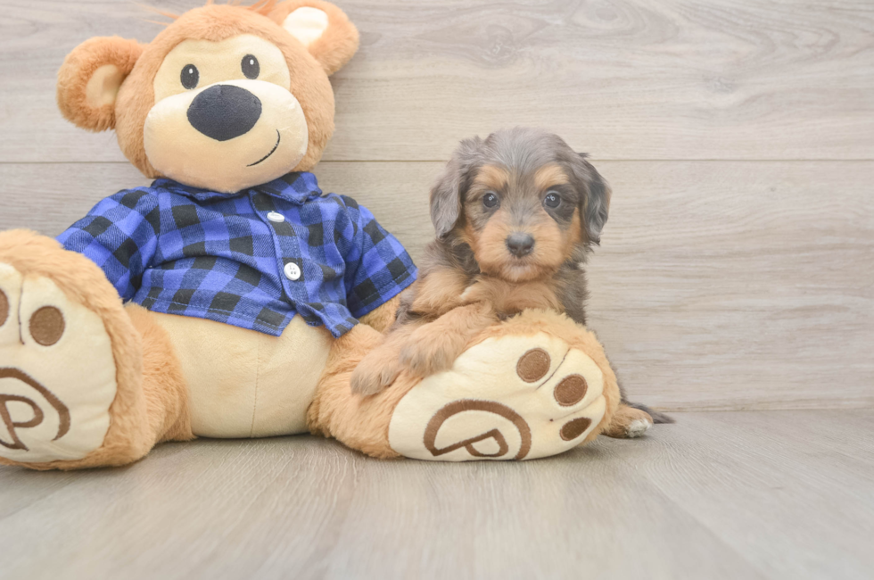 5 week old Mini Goldendoodle Puppy For Sale - Florida Fur Babies