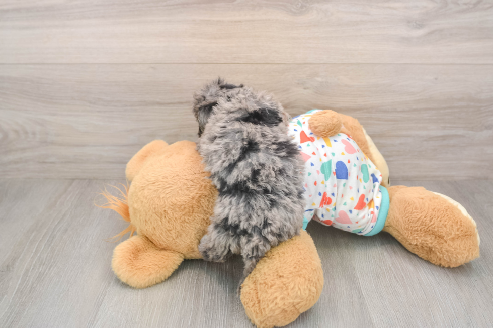 Happy Mini Goldendoodle Baby