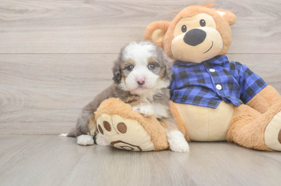5 week old Mini Goldendoodle Puppy For Sale - Florida Fur Babies