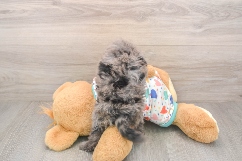 Energetic Golden Doodle Poodle Mix Puppy