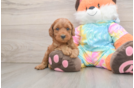Funny Mini Goldendoodle Poodle Mix Pup