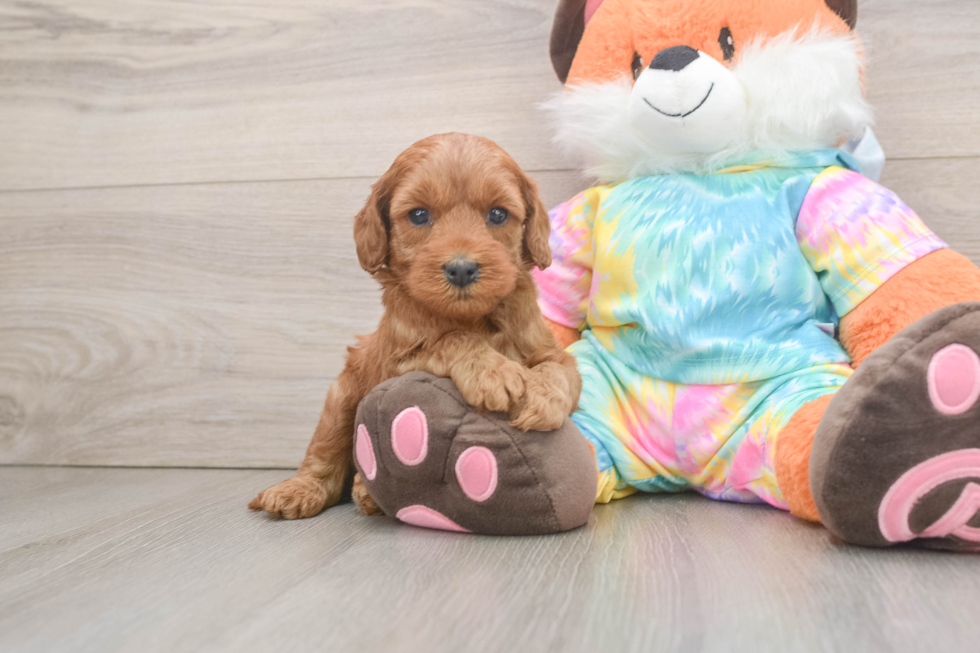 Funny Mini Goldendoodle Poodle Mix Pup